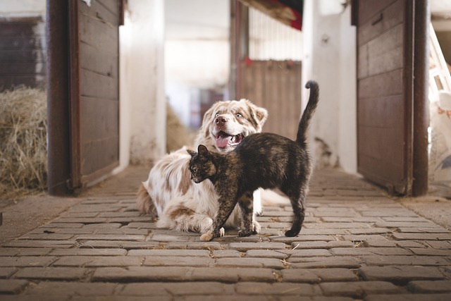 Socialisation des animaux