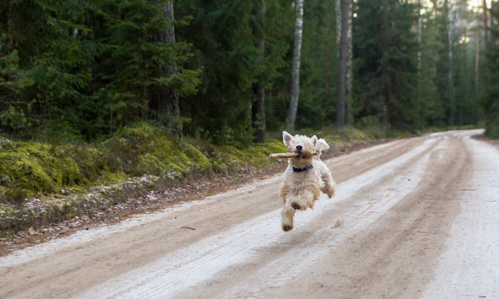 Activités avec chien en plein air