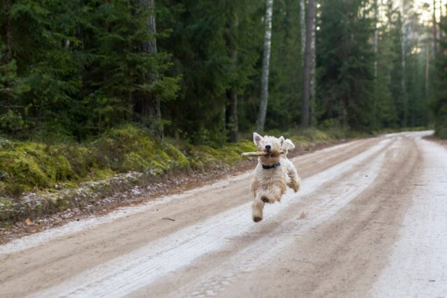 Activités avec chien en plein air