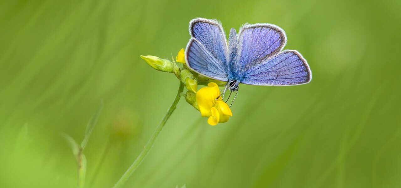 Les insectes domestiques